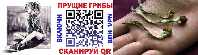 наркотики  Рыбное  Псилоцибиновые грибы мицелий 